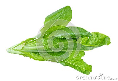twig of green Romaine lettuce cutout on white Stock Photo