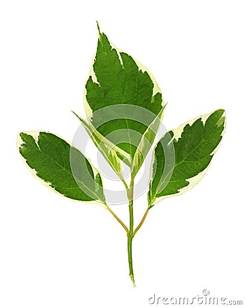 Twig of green and white leaves of cornus alba Stock Photo