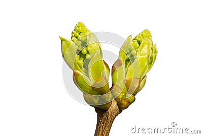 Twig with leaves isolated on white Stock Photo