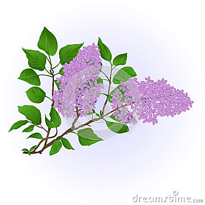 Twig Lilac with flowers and leaves vintage hand draw natural background vector Vector Illustration