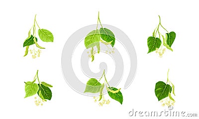 Twig of Linden or Tilia Cordata Blossom with Small Yellow Flower Clusters and Drupe Vector Set Vector Illustration
