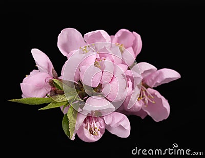 Twig with llowers of blooming flowering peach tree at spring isolated on black background, close up Stock Photo