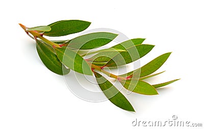 Twig of Melaleuca, paperbarks, honey-myrtles or tea-tree, bottlebrush. Isolated on white background Stock Photo