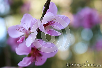 Twig with peach blossoms with trees in the background fruits pink Stock Photo