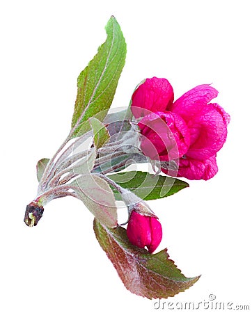 Twig of pink spring flowers Stock Photo