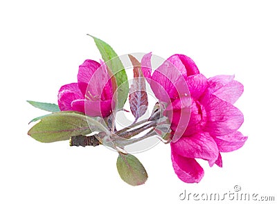 Twig of pink spring flowers Stock Photo