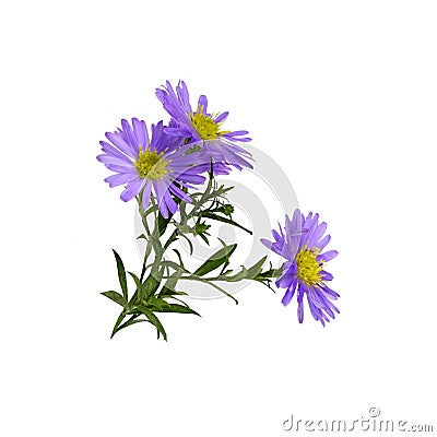 Twig of purple aster amellus flowers isolated Stock Photo