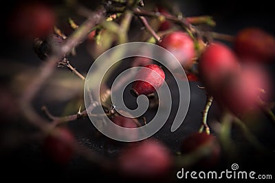 Twig of rose fruits, spring background Stock Photo