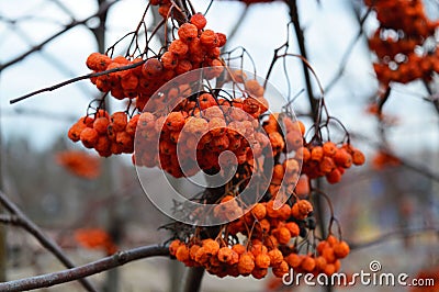 The twig of the Rowan. Orange berries. Stock Photo