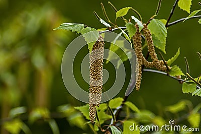 Twig with seed and leaves of a silver birch tree or Betula Alba in springtime, Sofia Stock Photo