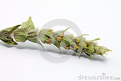 Twig of Sideritis Scardica on white background. Stock Photo