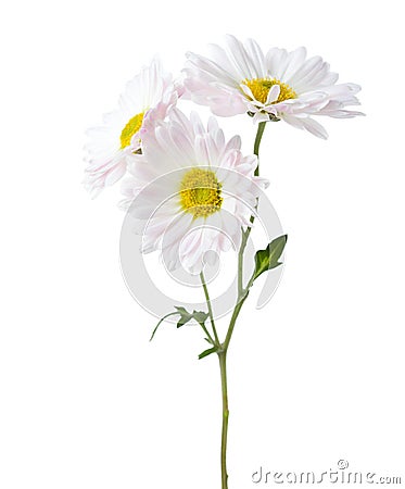 Twig with three flowers of Chrysanthemum isolated on white background Stock Photo