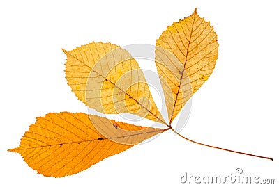twig with three leaves of buckeye tree isolated Stock Photo