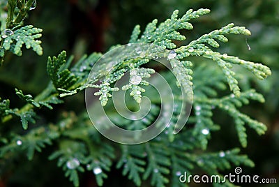 Twig of thuja after rain Stock Photo