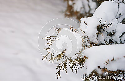 Twig tree branches in the snow Stock Photo