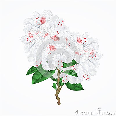 Twig white flower rhododendron mountain shrub vintage hand draw vector Vector Illustration