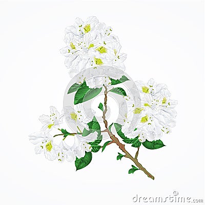 Twig white rhododendron mountain shrub vintage vector Vector Illustration