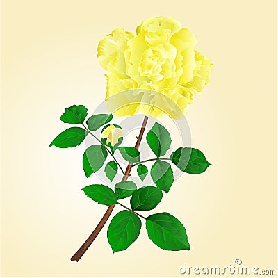 Twig yellow rose stem with leaves and bud vector Vector Illustration