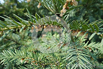 Twig of yew with male cones Stock Photo