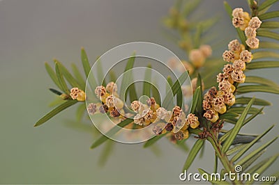 Twig of yew with male flowers. Taxus-baccata Stock Photo