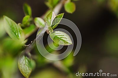 Twig with young blossoming leaves in the spring. Stock Photo