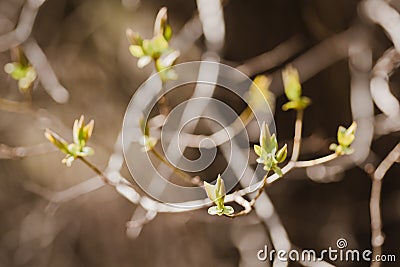 Twig with young blossoming leaves in the spring. Stock Photo