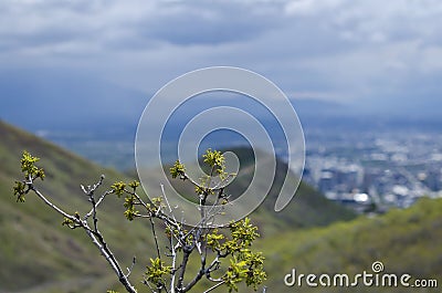 Twigs above the salt lake city valley Stock Photo