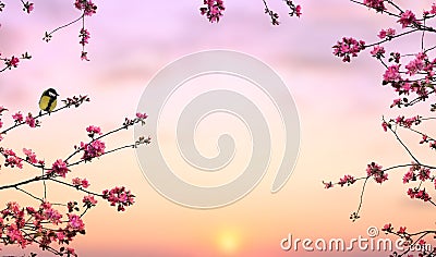 Twigs apple tree with pink flowers apple tree with great tit on a rising sun background with space for text Stock Photo