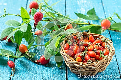 Twigs and berries hips - a source of vitamin C Stock Photo