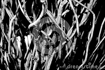 Twigs in black and white Stock Photo