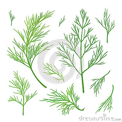 Twigs of dill Vector Illustration