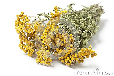 Twigs of Dried Herb Tansy Stock Photo