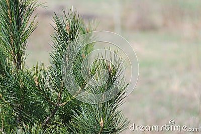 Twigs of Far Eastern cedar with young, juicy, resinous spring shoots Stock Photo