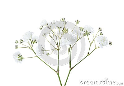 Twigs with flowers of Gypsophila isolated on white background Stock Photo