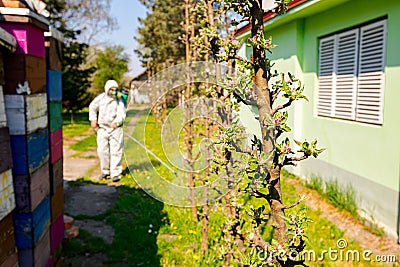 Twigs of fruit bloom tree at orchard, gardener in protective suit sprinkles branches between cottage and pile of empty hives Stock Photo