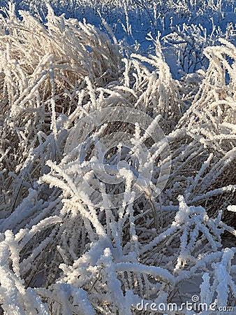 twigs of grasses froze and covered with snow. natural pattern of intertwined blades of grass in winter Stock Photo