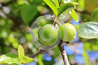 Twigs with green leaves and fruits of cherry acerola Malpighia emarginata. Stock Photo