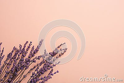 Twigs of Lavender Flowers Arranged in Lower Border on Solid Pink Background. Easter Mother`s Day Wedding Wellness Cosmetics Stock Photo