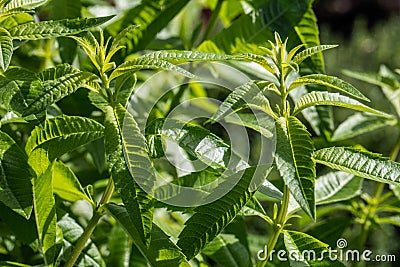 Twigs of lemon verbena for aromatic gardens, sunny daylight Stock Photo