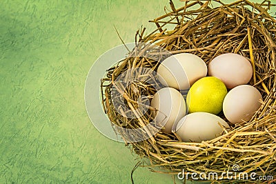 Twigs nest with white egg and one of different or unique Stock Photo