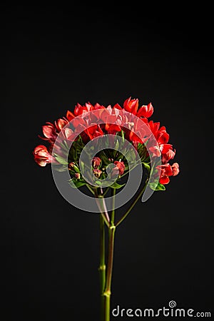 Twigs of ozothamnus flowers on black background Stock Photo