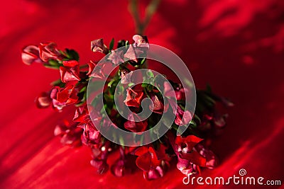 Twigs of ozothamnus flowers on red background Stock Photo
