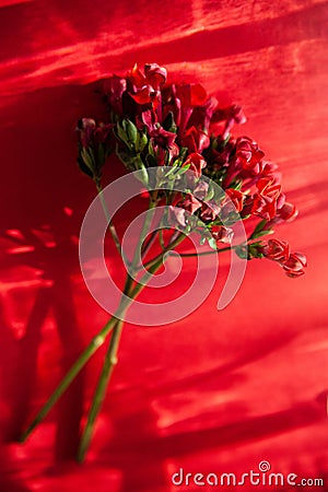 Twigs of ozothamnus flowers on red background Stock Photo