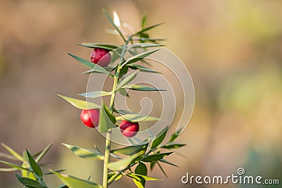 Twigs with red berries of the evergreen shrubby plant Ruscus aculeatus, in the deciduous forest on the slopes of the mountain Stock Photo