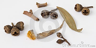 Twigs, seeds, leaves and flowers of eucalyptus. Stock Photo