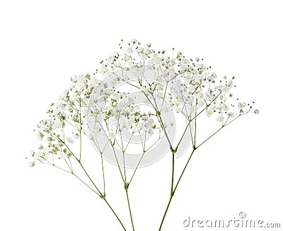 Twigs with small white flowers of Gypsophila Baby`s-breath isolated on white background Stock Photo