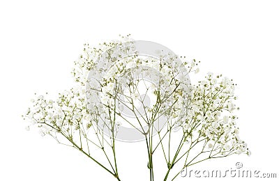 Twigs with small white flowers of Gypsophila Baby`s-breath isolated on white background. Large Depth of Field DoF Stock Photo