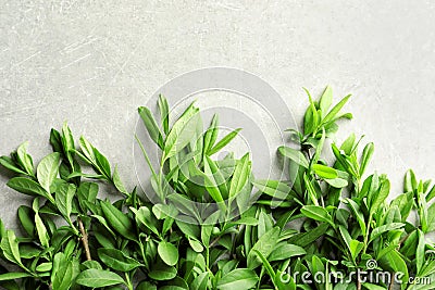 Twigs with spring green leaves Stock Photo