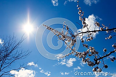 Twigs and sun Stock Photo