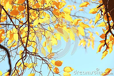 Twigs with sunlit golden leaves on autumn day Stock Photo